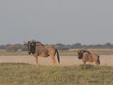 Africa 089 : Africa, Animal, Botswana, Makgadikgadi, Mammal, Wildebeest